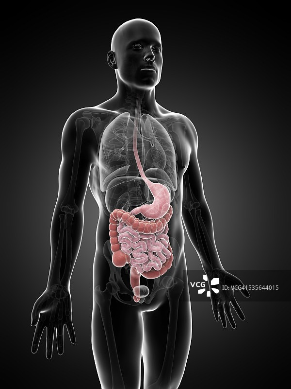 人体消化系统示意图图片素材