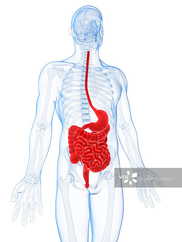 人体消化系统示意图图片素材