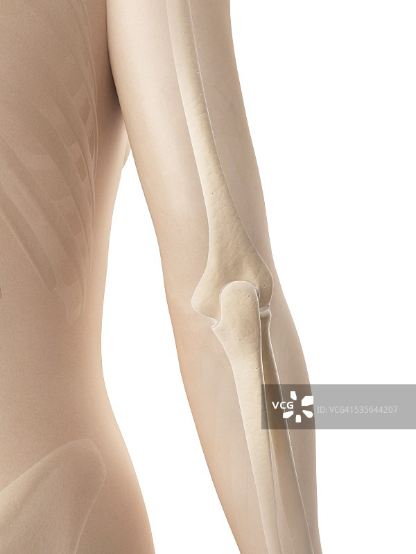 人类手臂骨骼插图图片素材