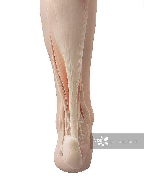 人类踝部肌肉解剖图图片素材