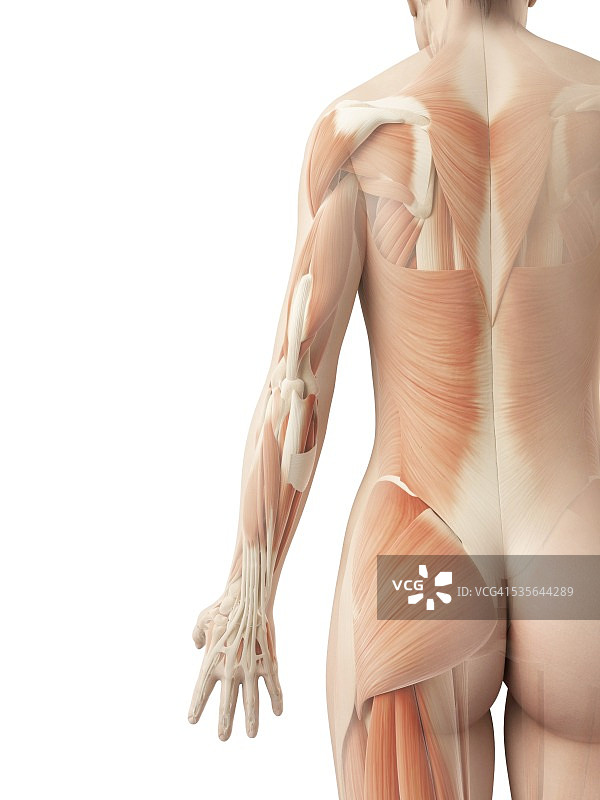 人类背部肌肉，图示图片素材