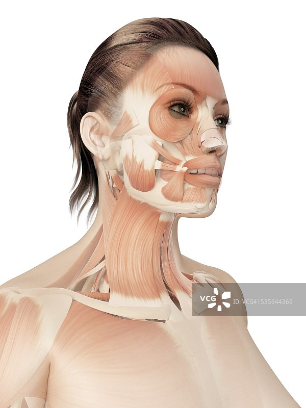女性面部肌肉图图片素材