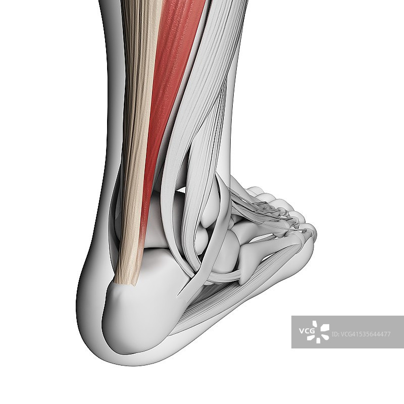 跟腱插画图片素材