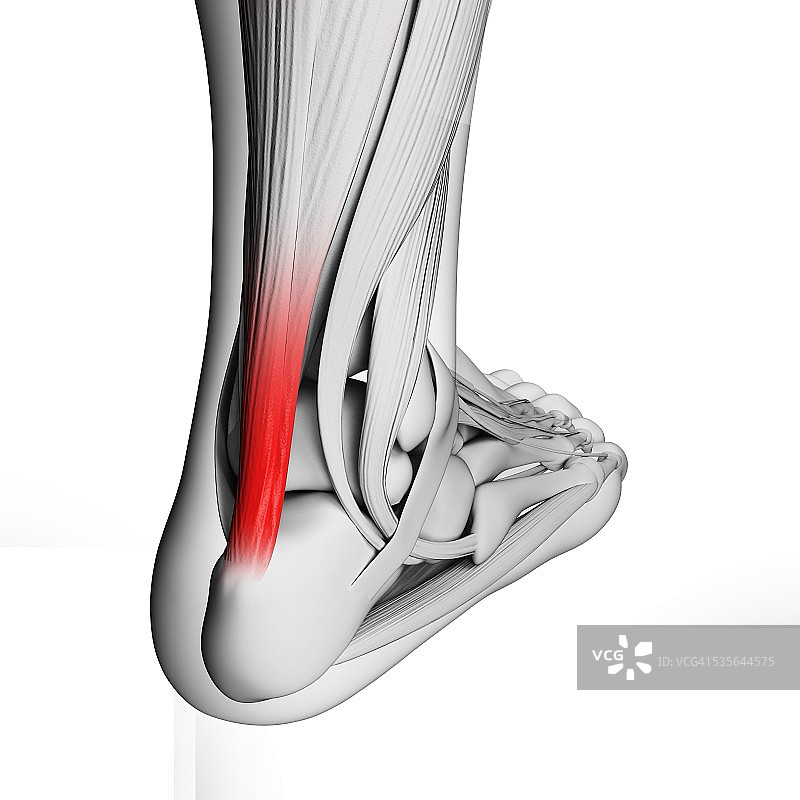 跟腱插画图片素材