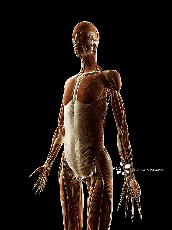 人体肌肉系统插图图片素材