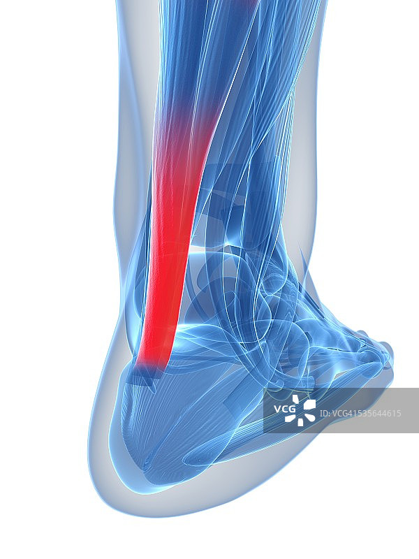 跟腱插画图片素材