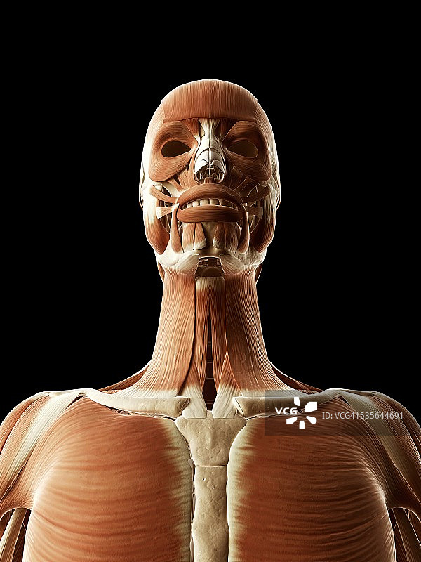 人体肌肉系统插图图片素材