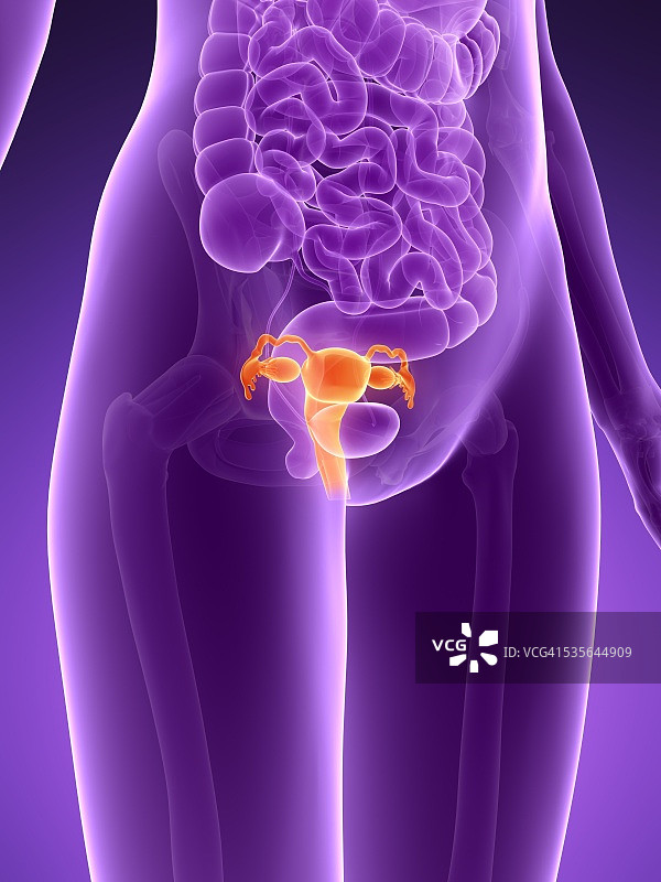 人体子宫解剖结构图图片素材