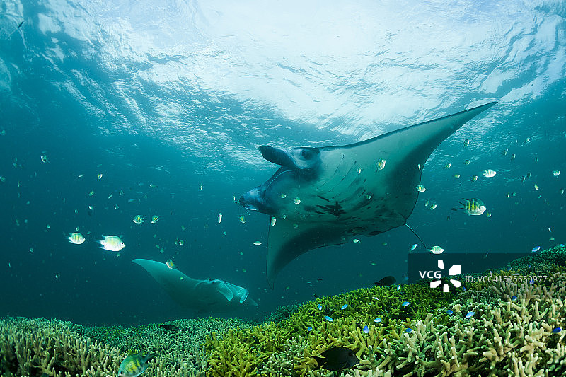 大洋洲密克罗尼西亚雅浦岛蝠鲼图片素材