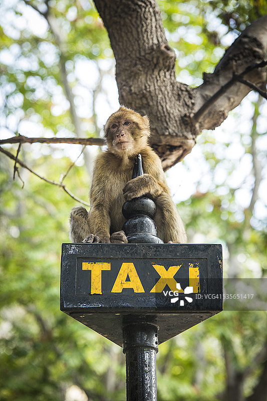 直布罗陀：巴巴利猕猴坐在出租车标志牌上图片素材