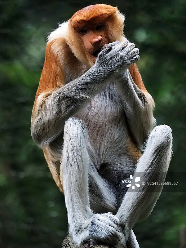 祈祷状的长鼻猴图片素材