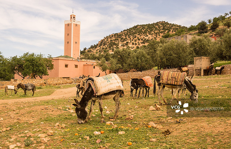 阿济拉勒图片素材