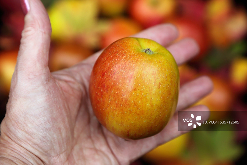手拿成熟的有机布瑞本苹果图片素材