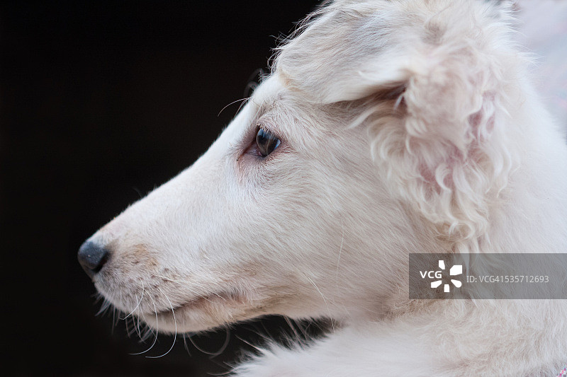 看向远方的俄罗斯猎狼犬幼犬图片素材