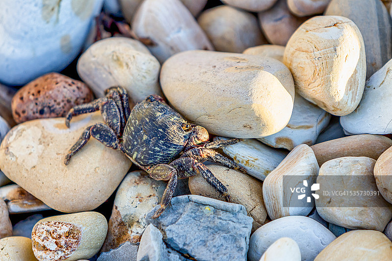 岩石上的螃蟹图片素材