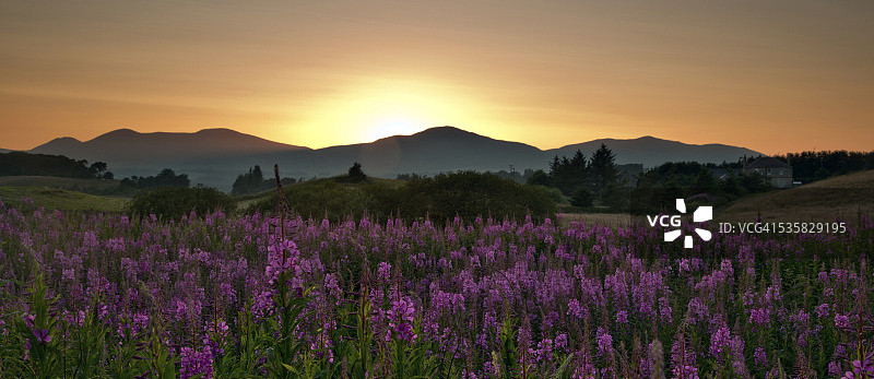 英国苏格兰，米德洛锡安，佩尼库克，奔特兰山，山脉日落和紫色野花图片素材