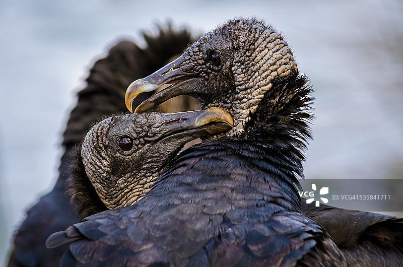 黑色秃鹫图片素材