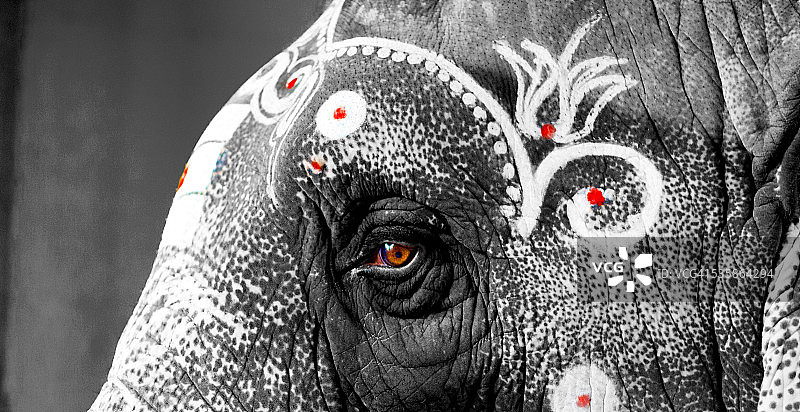 印度寺庙大象特写图片素材