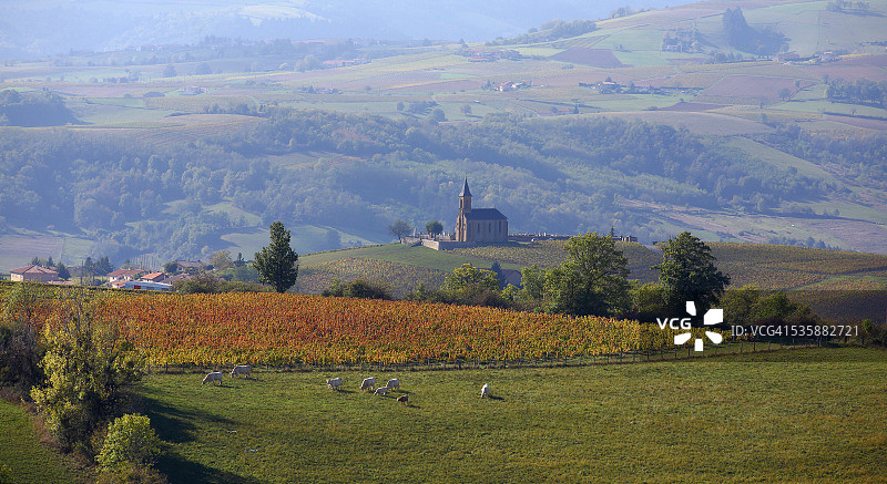 博若莱地区的葡萄园和景观图片素材