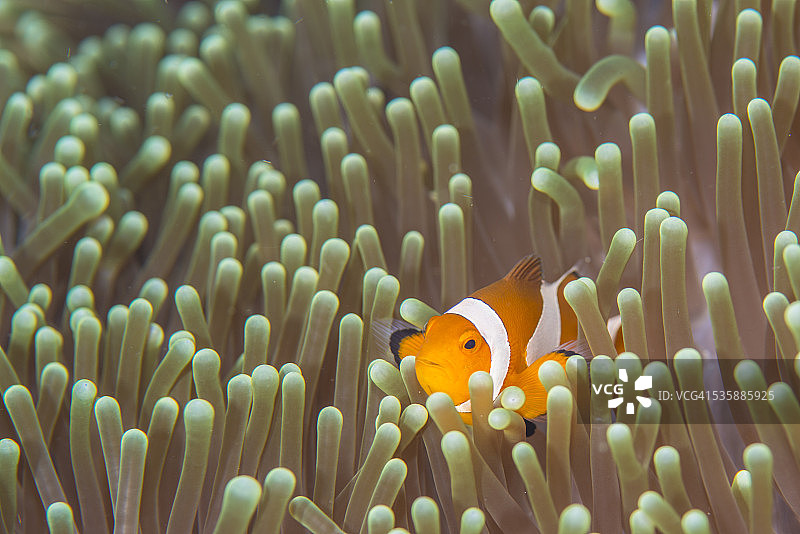 可爱的海葵鱼图片素材