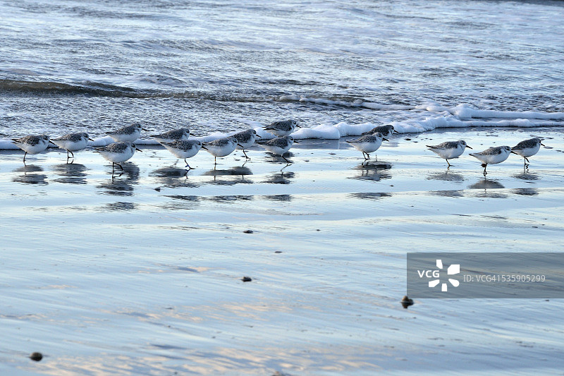灰斑鸻鸟群图片素材