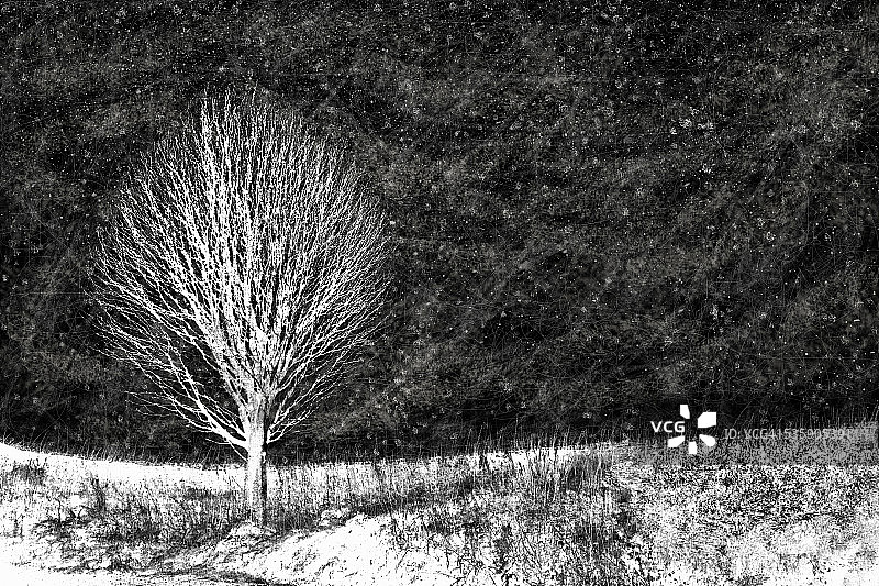 雪夜星空下的冬树图片素材