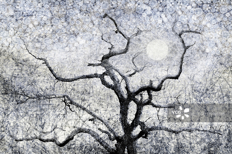 冬季树木伸向月亮和星星图片素材