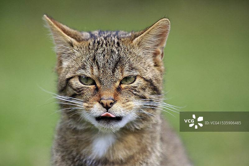 苏格兰野猫图片素材