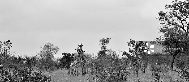 埃托沙国家公园的长颈鹿家庭图片素材