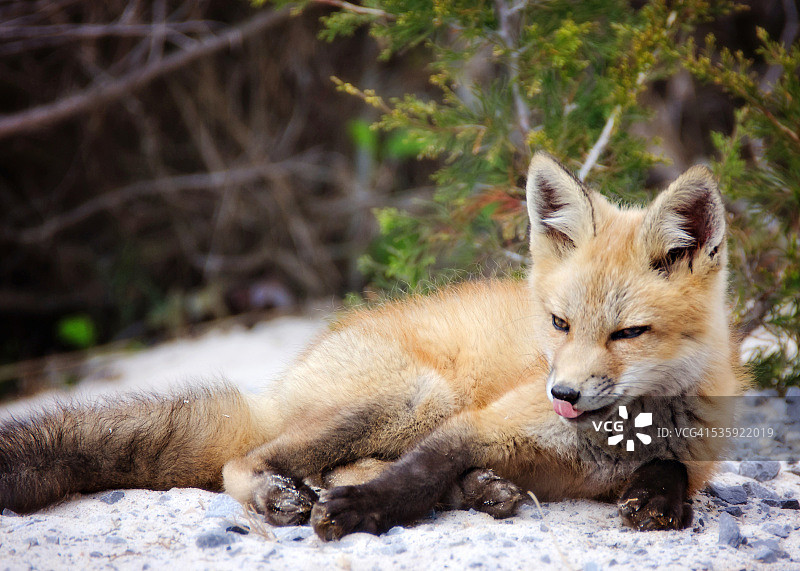 可爱的小狐狸幼崽图片素材