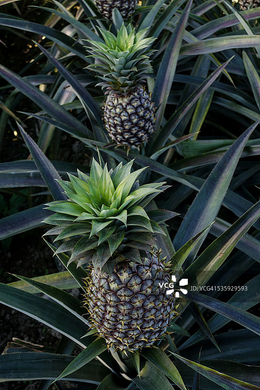 印度田野里生长的菠萝图片素材