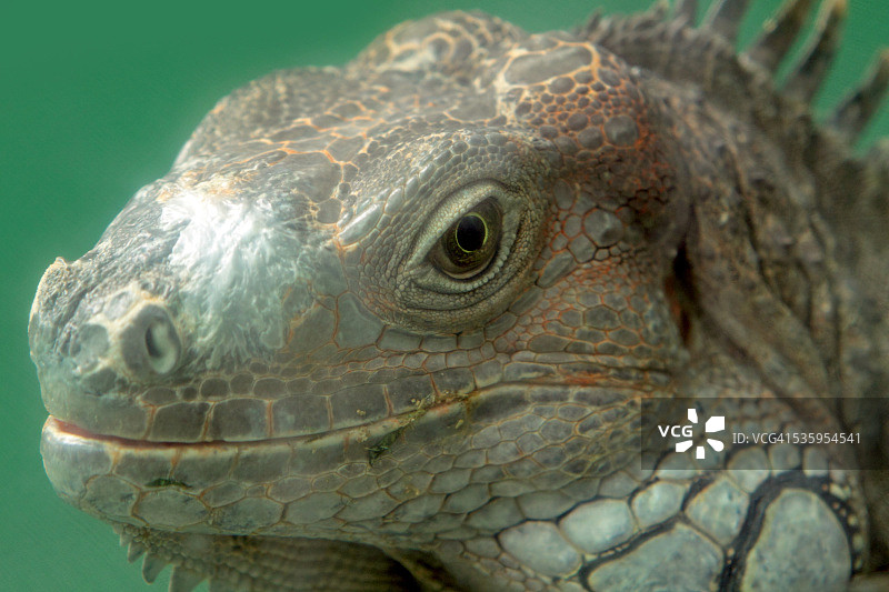 鬣蜥图片素材