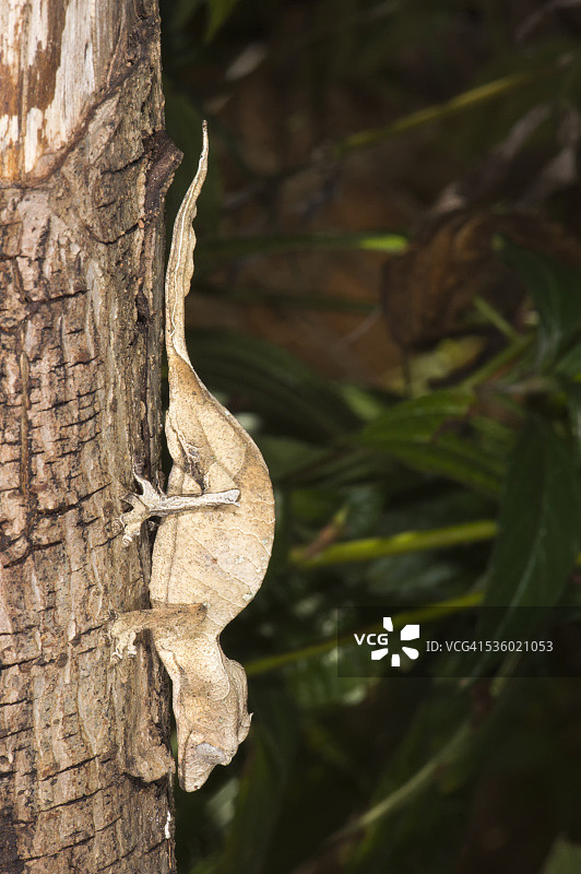 奇妙的叶尾壁虎图片素材