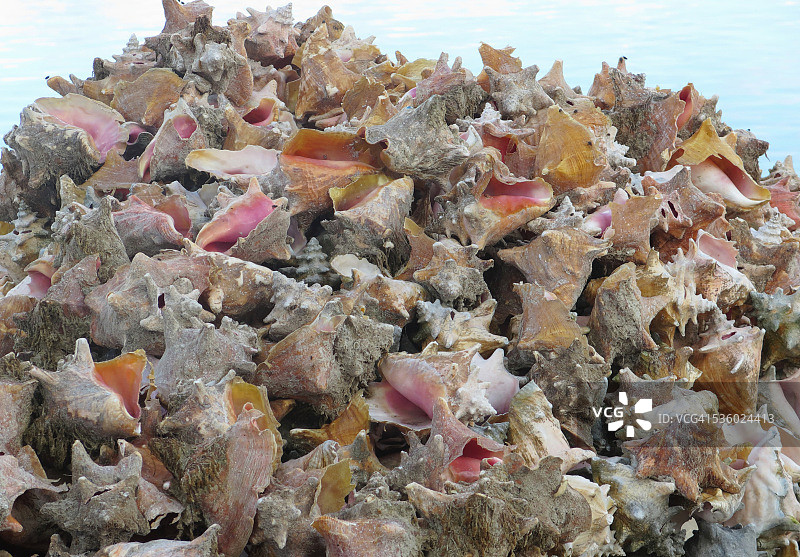 堆放的废弃贝壳组合图片素材