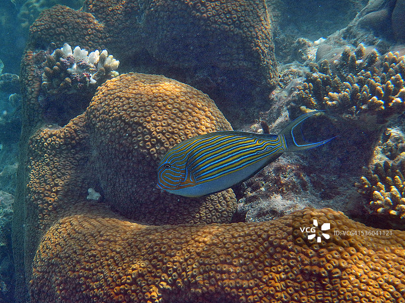 线纹刺尾鱼图片素材