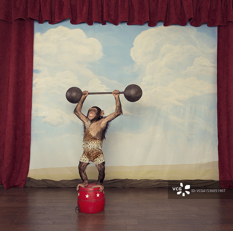 身穿豹纹背心的黑猩猩在舞台上举起重杠铃图片素材