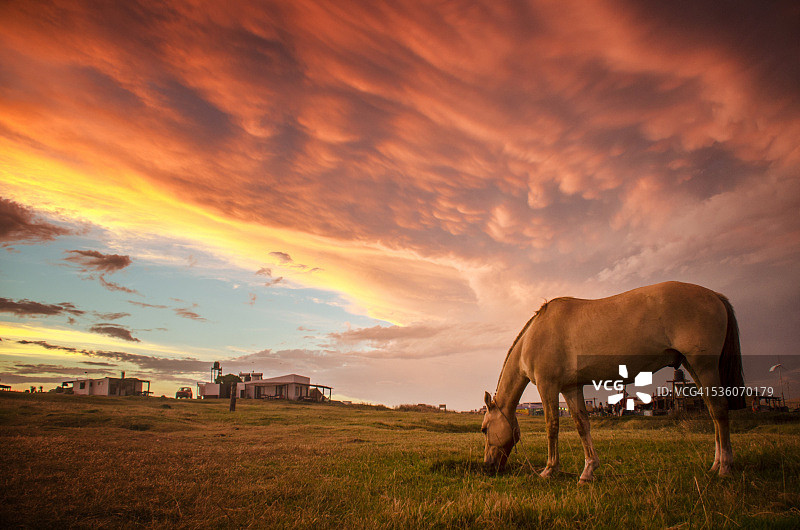 日落下的骏马图片素材