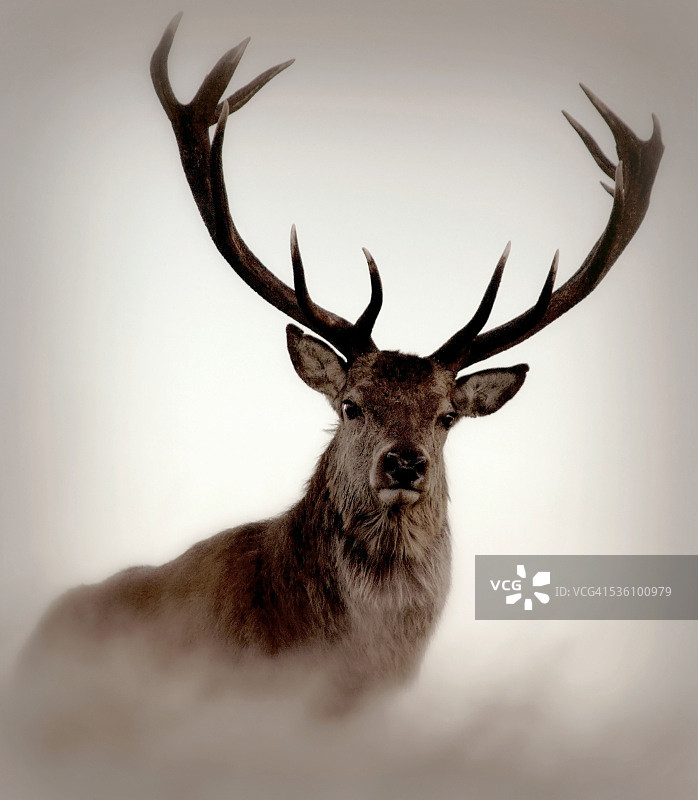 红鹿鹿图片素材