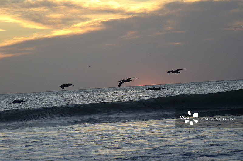 日落时分的鹈鹕图片素材