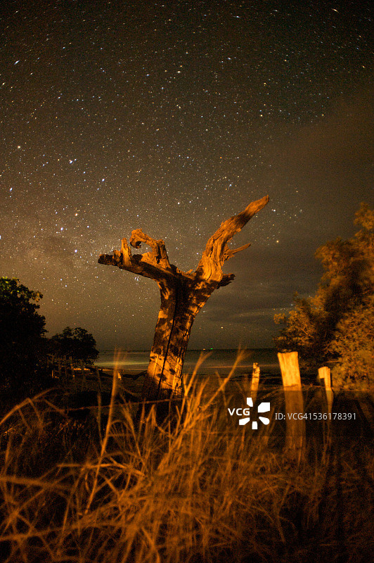 时光中的树木图片素材
