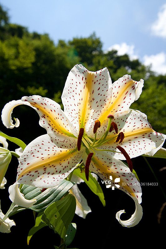 日本伊豆卷丹图片素材
