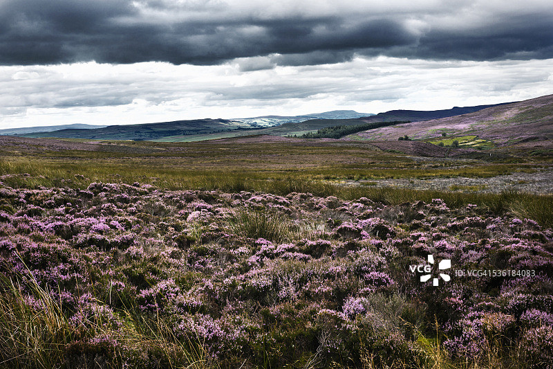 北约克沼泽地图片素材