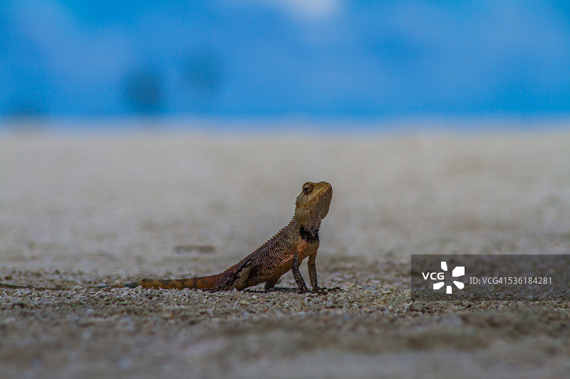 沙滩上橙色的蜥蜴图片素材