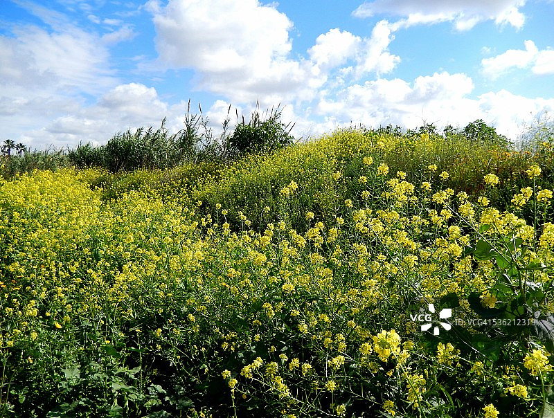 春天的芥菜田图片素材