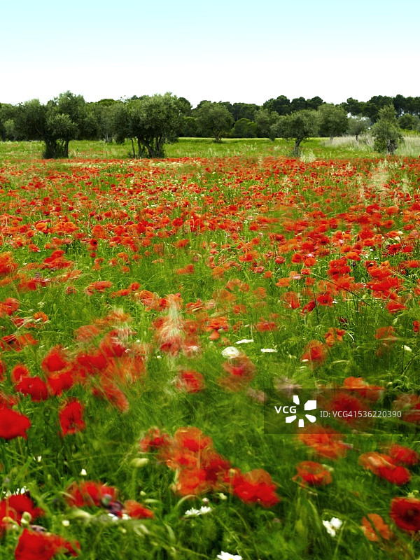西班牙加泰罗尼亚赫罗纳菲格雷斯的罂粟花田图片素材