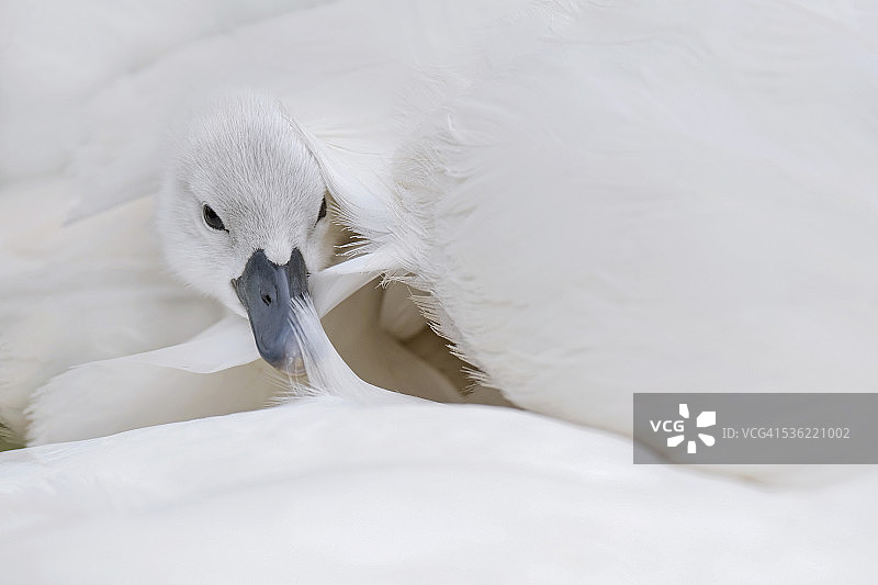 小天鹅图片素材