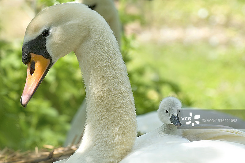小天鹅骑在成年天鹅的背上图片素材