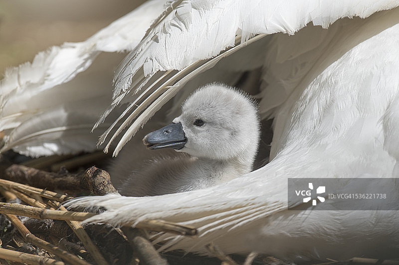 幼年疣鼻天鹅与成年天鹅图片素材