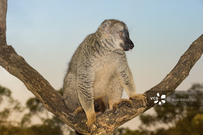 非洲马达加斯加安达斯ibe-曼塔迪亚国家公园的红额棕狐猴图片素材