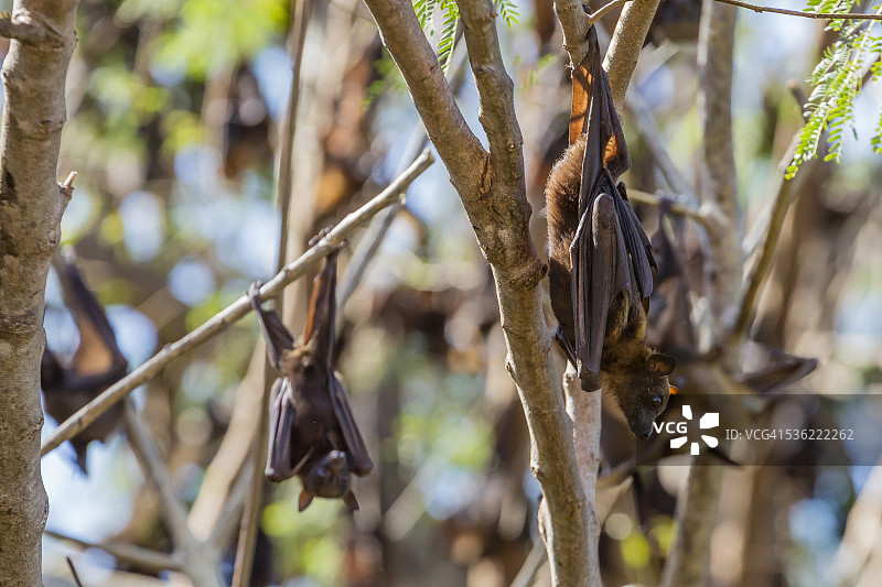 澳大利亚金伯利Ord河的小红狐蝠群图片素材